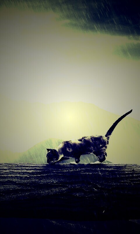 Девушка и кошка обои