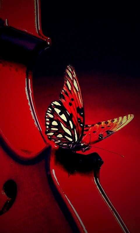 Бабочка на скрипке обои