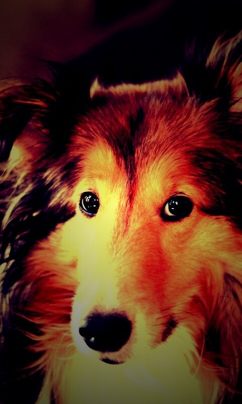 Колли с умными глазами обои