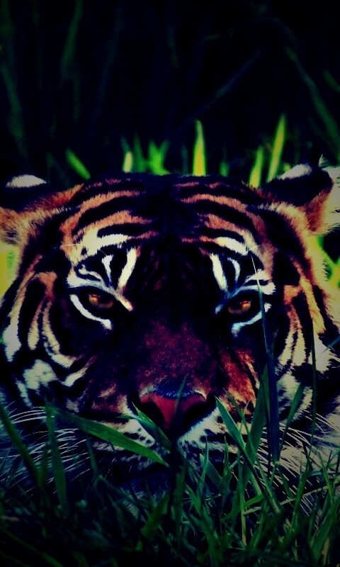 Морда тигра в траве обои