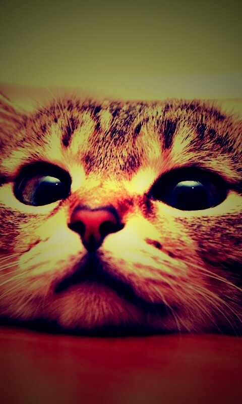 Любопытный котейка обои