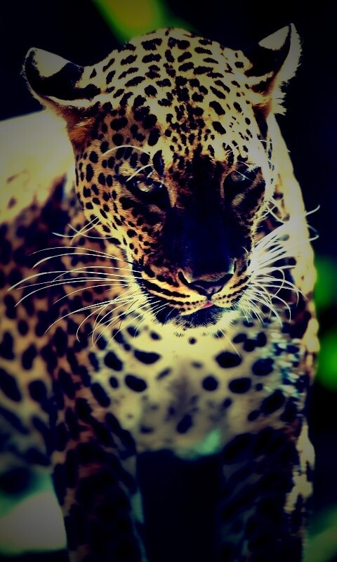 Леопард в сингапурском зоопарке обои