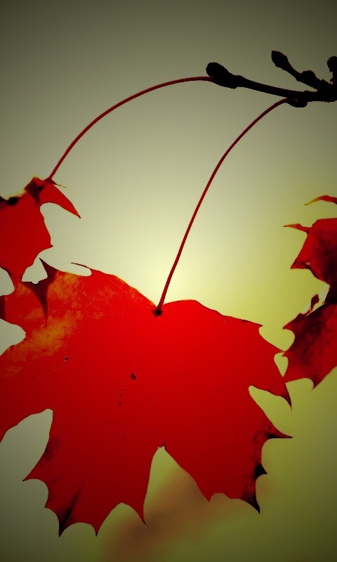 Покрасневшие листья клена обои