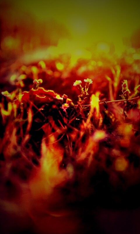 Полевые цветы в закатном солнце обои