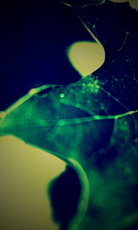 Темно-зеленый лист в макро обои