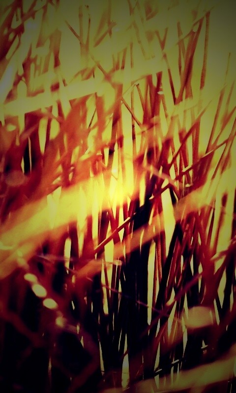 Высохшие травяные стебли обои