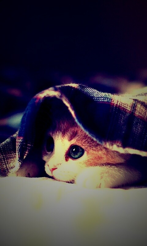 Котенок под одеялом обои