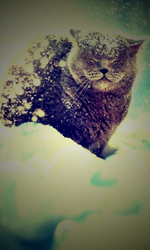 Британце в снегу обои