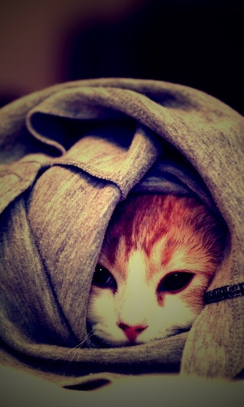 Закутавшийся в футболку кот обои