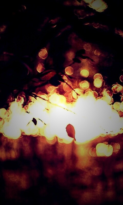 Размытый свет в парке обои