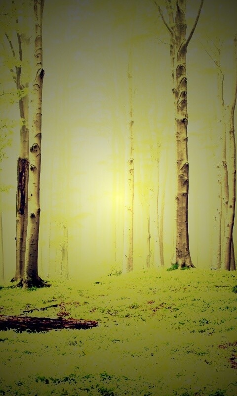 Опушка осинового леса обои