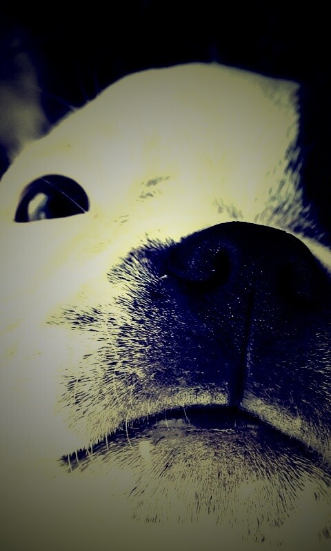 Бостонский терьер обои