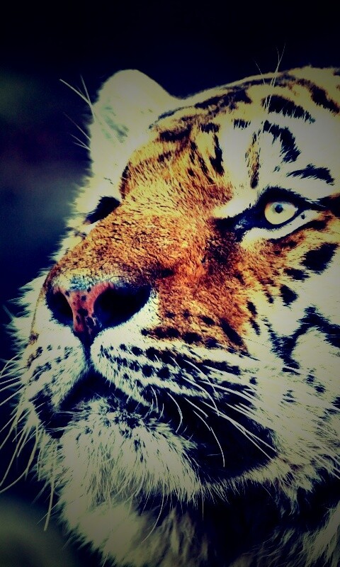 Амурский тигр обои