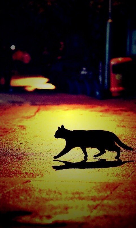 Кошка на ночной улице обои