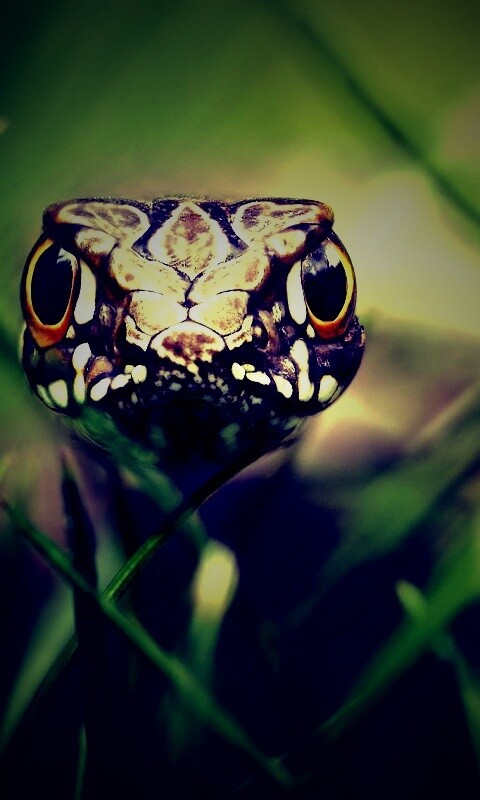 Змея в траве обои