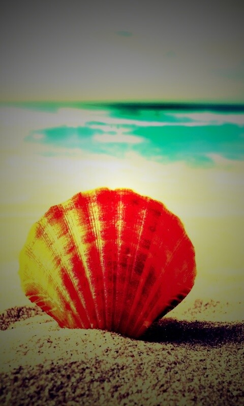 Раковина на летнем бережке обои