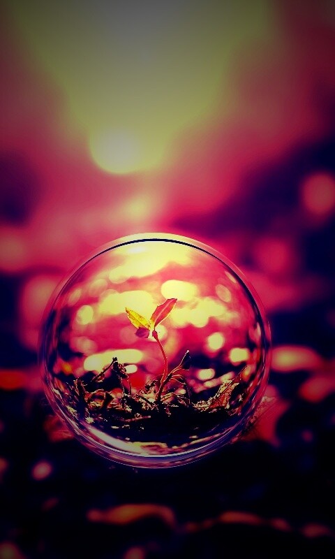 Росток в пузыре обои