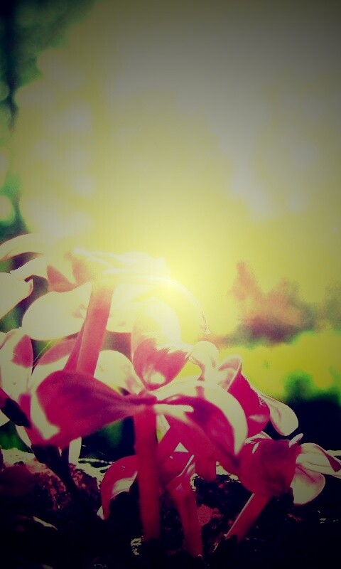 Сиреневое дерево обои