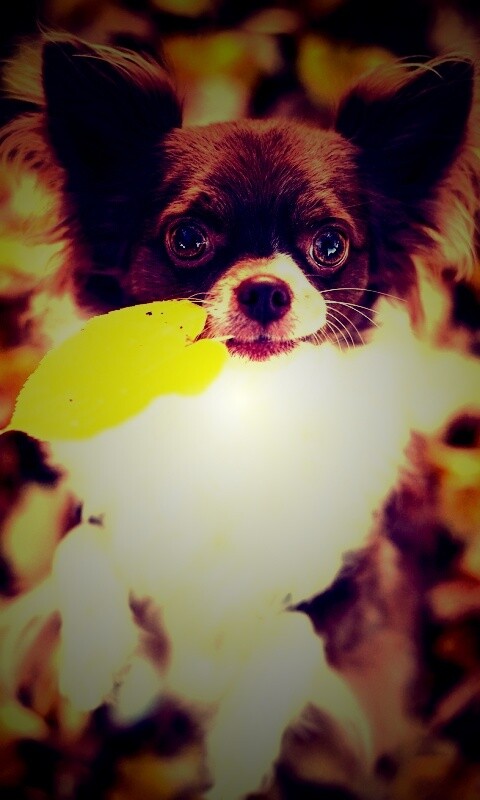 Собачка с листиком в зубах обои