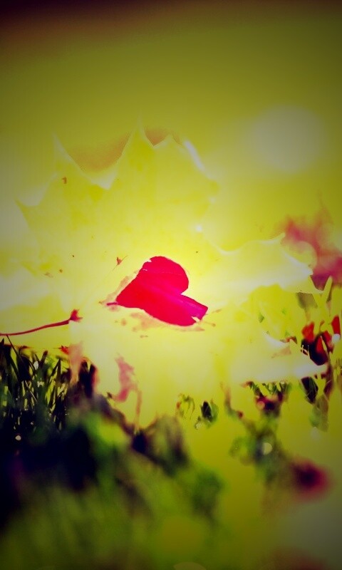 Листик в форме сердца обои