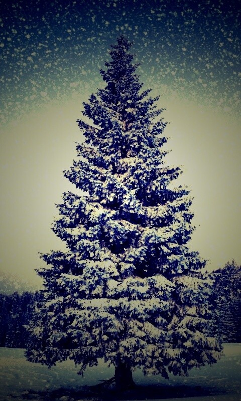 Ель в снегопад обои