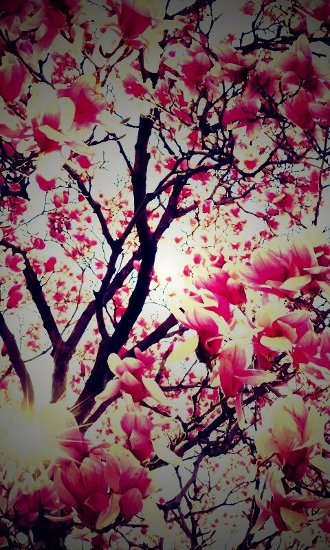 Магнолия обои