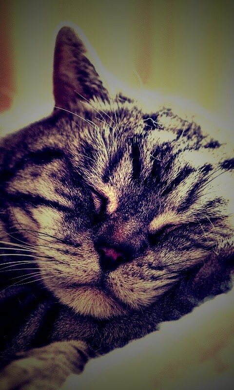 Спящий кошак обои