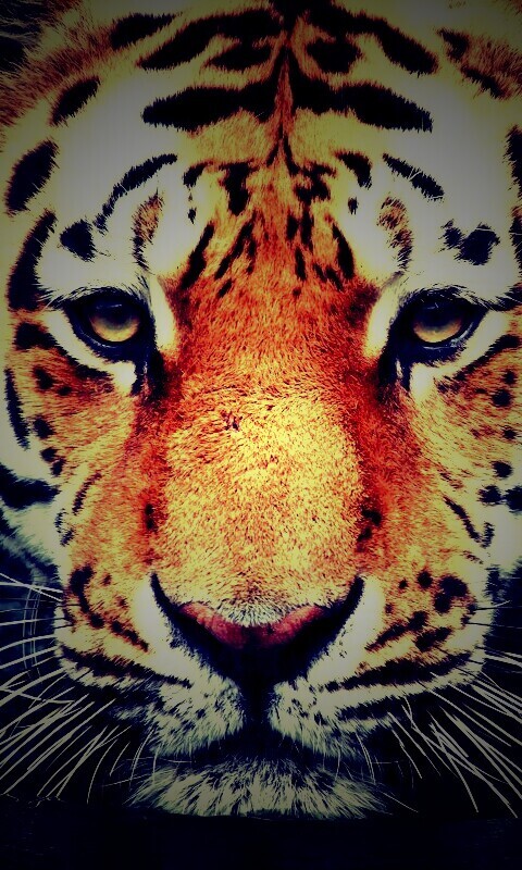 Купание тигра обои