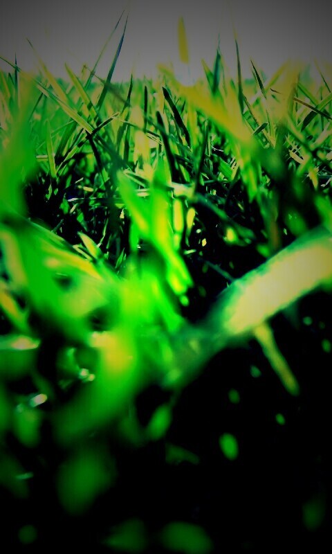 Трава обои