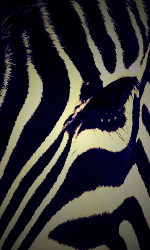 Зебра обои