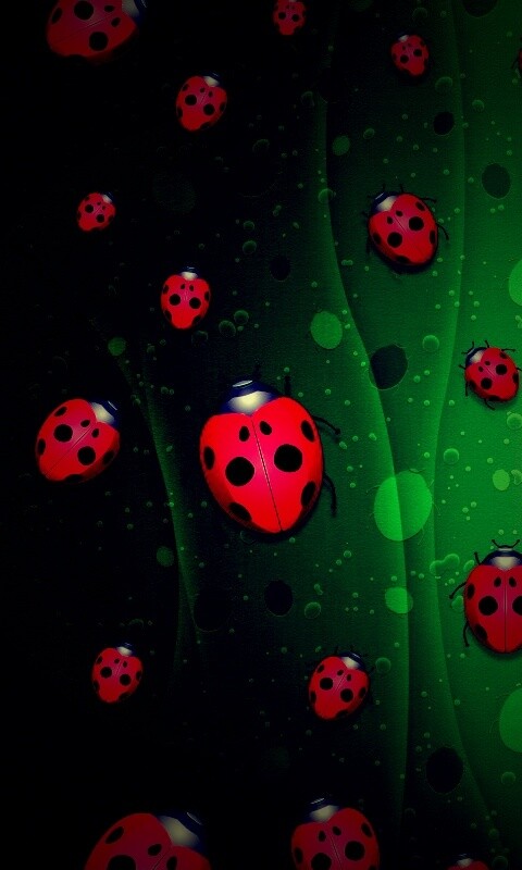 Божьи коровки обои
