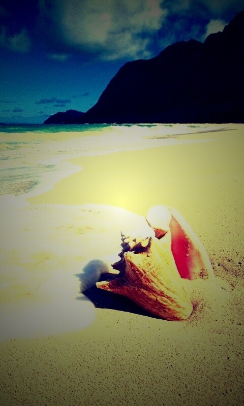 Морская раковина обои