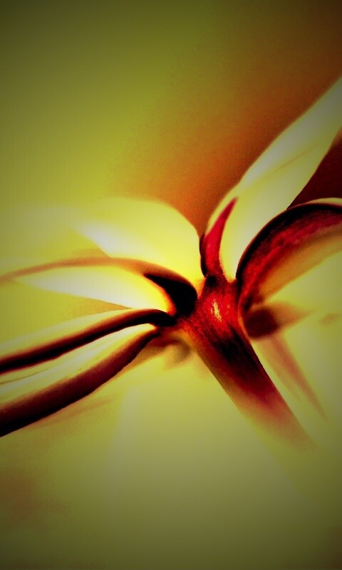 Цветок обои