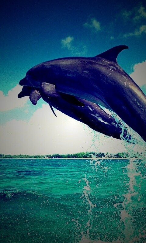 Дельфины обои