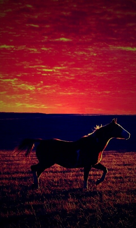 Мустанг обои