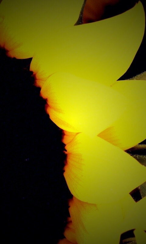 Подсолнухи обои