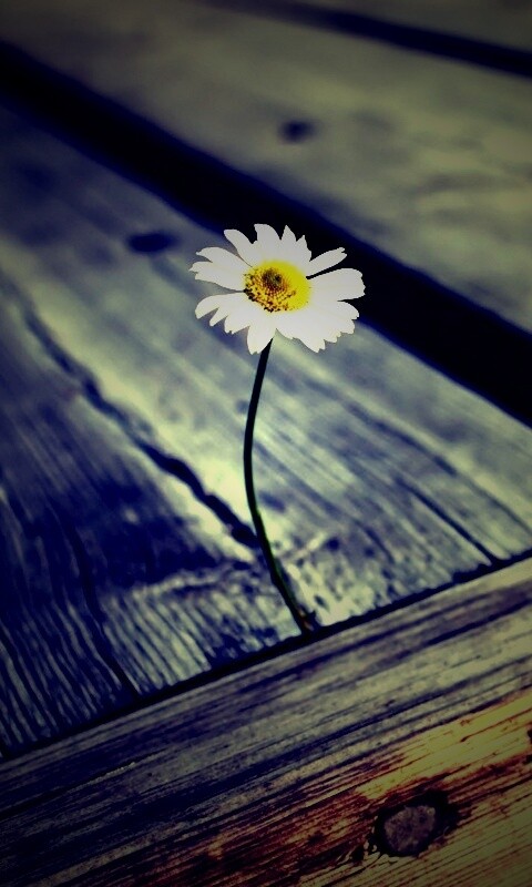 Жизнь среди смерти обои