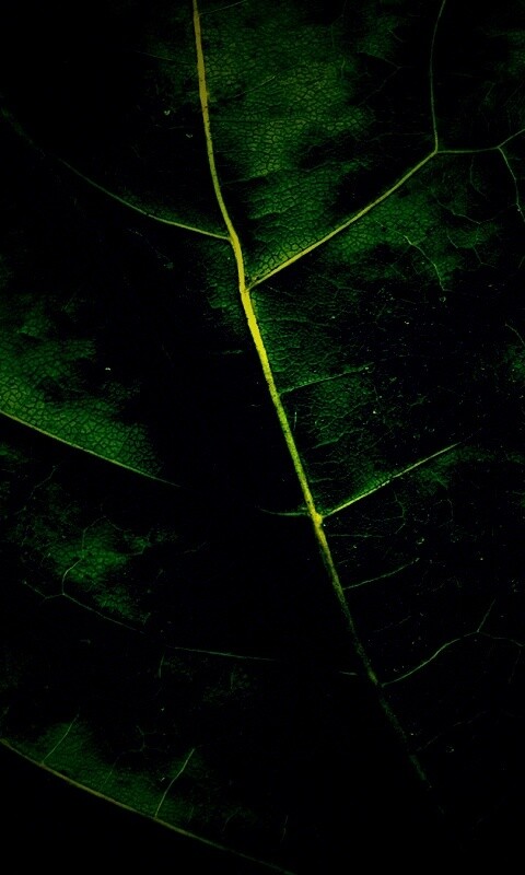 Макро зеленый лист обои