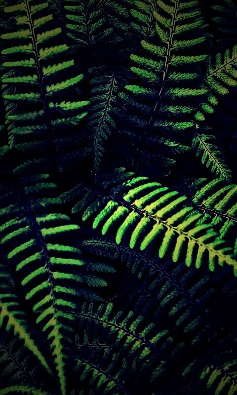 Папоротник обои