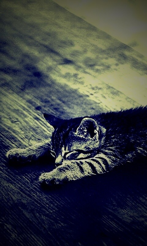 Растянувшийся кошара обои