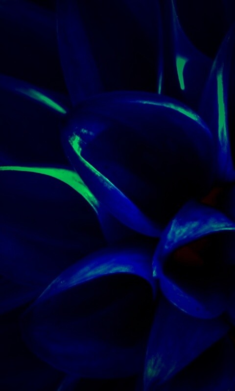 Лепестки обои