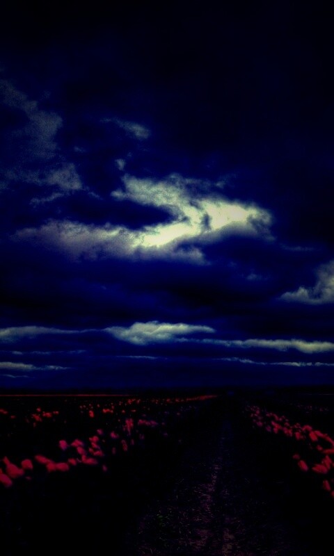 Цветочное поле под грозовым небом обои