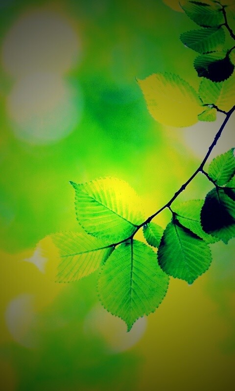 Зеленая ветка с листьями обои