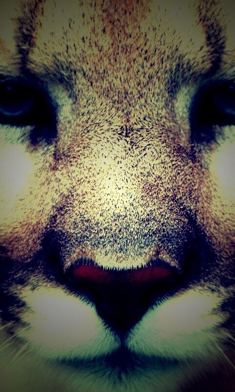 Взгляд большой кошки обои