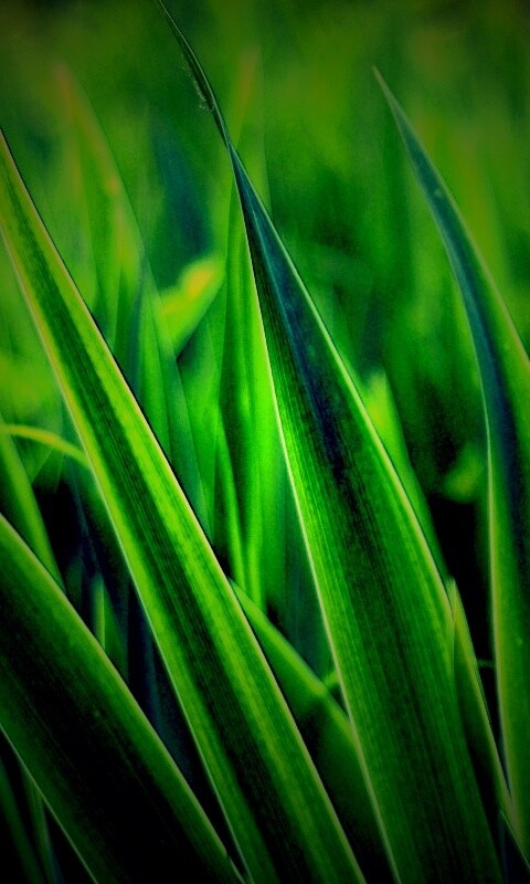 Идеальная зелень обои