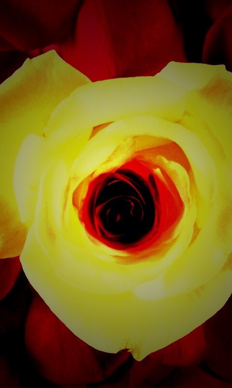 Необыкновенная роза обои