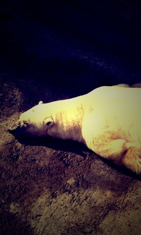 Мы можем их спасти обои