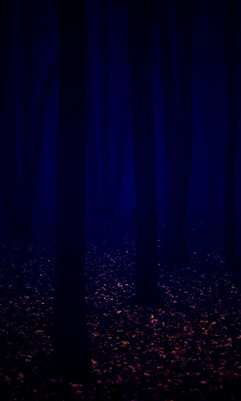 Таинственный лес обои