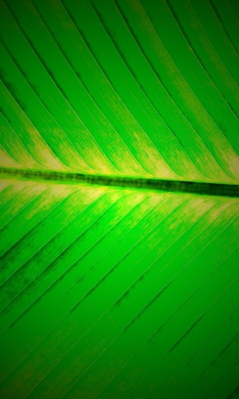 Пальмовый лист на солнце обои