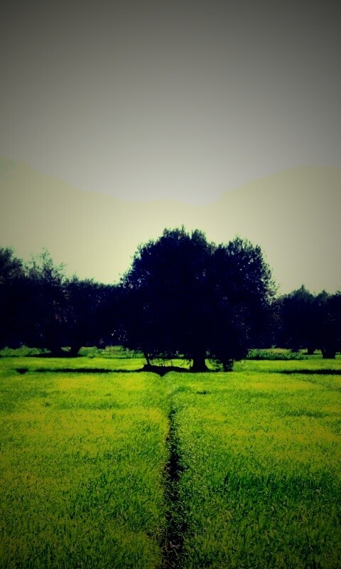 Зеленое поле обои